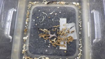 Media type: image;   Invertebrate Zoology 153333 Description: Live specimen.;